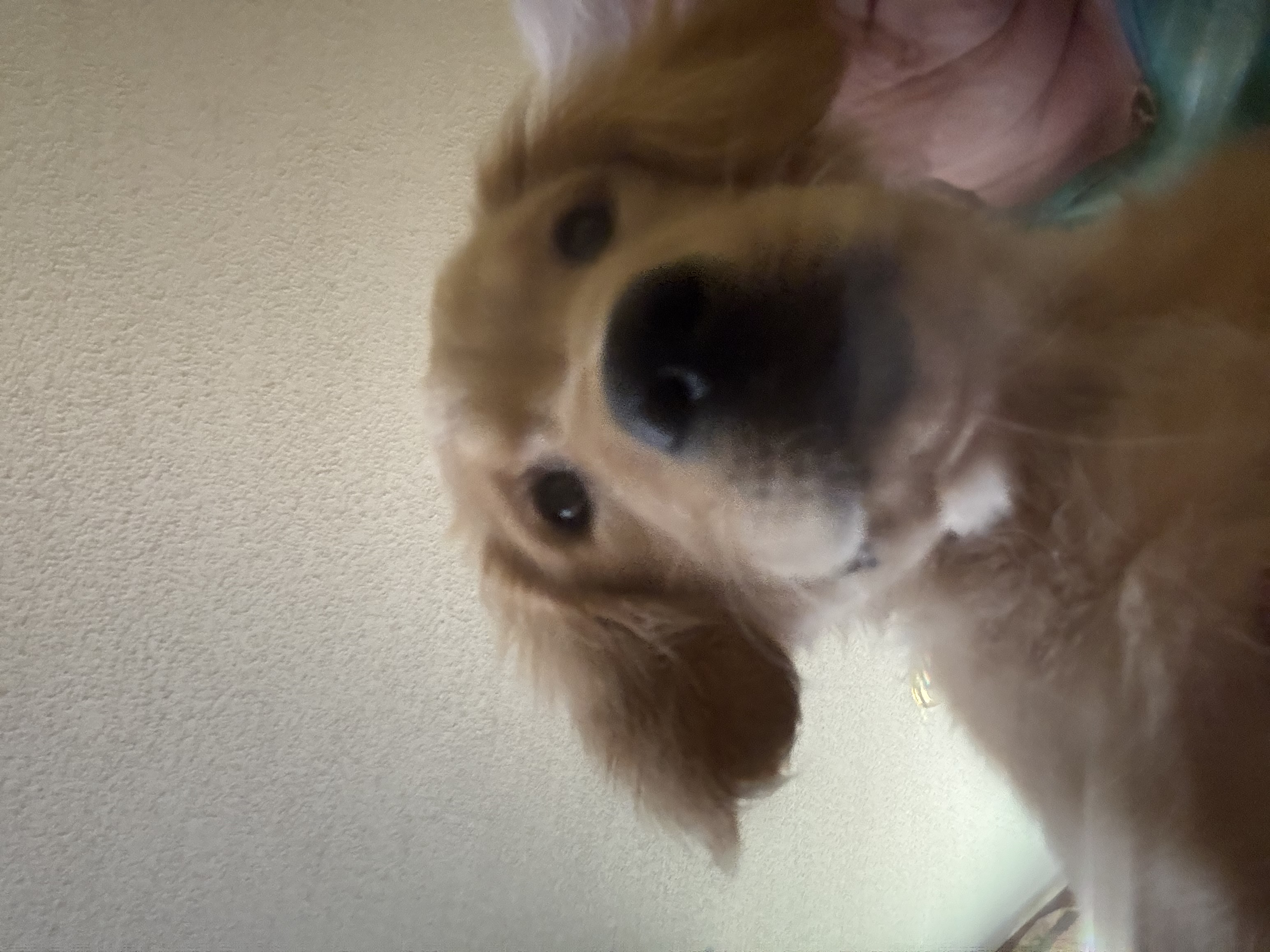 Golden retriever puppy image 3