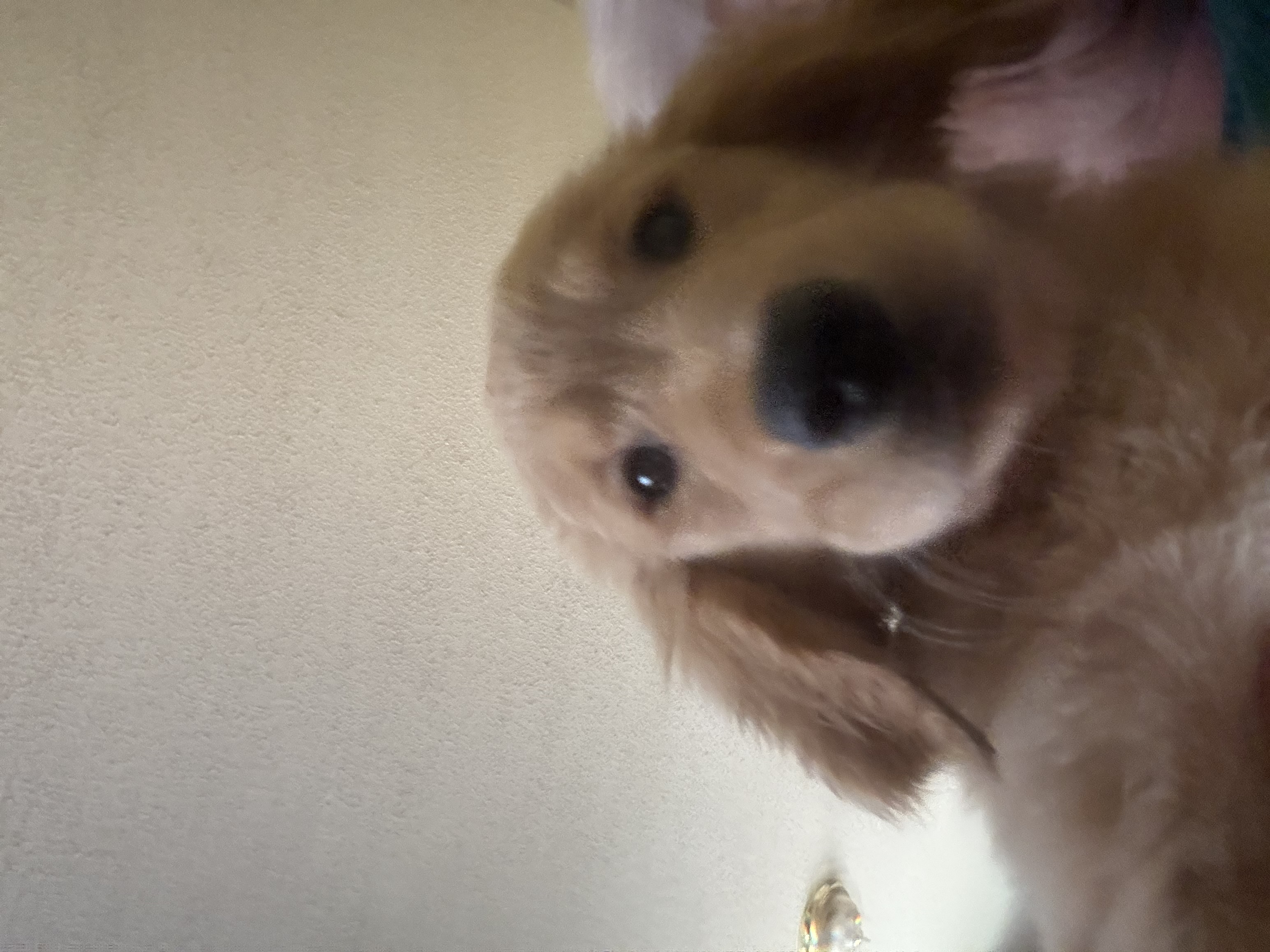 Golden retriever puppy image 1