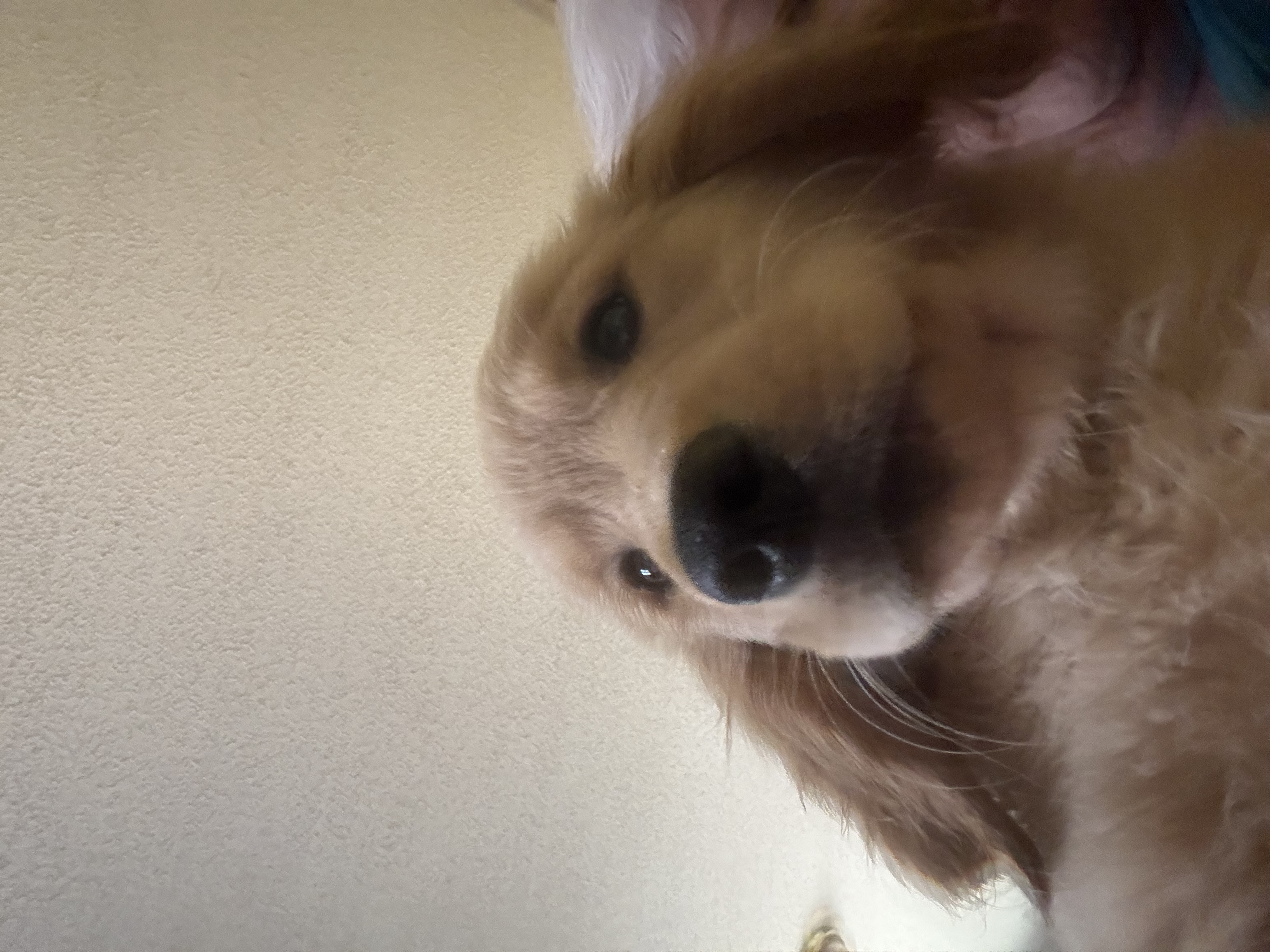 Golden retriever puppy image 5