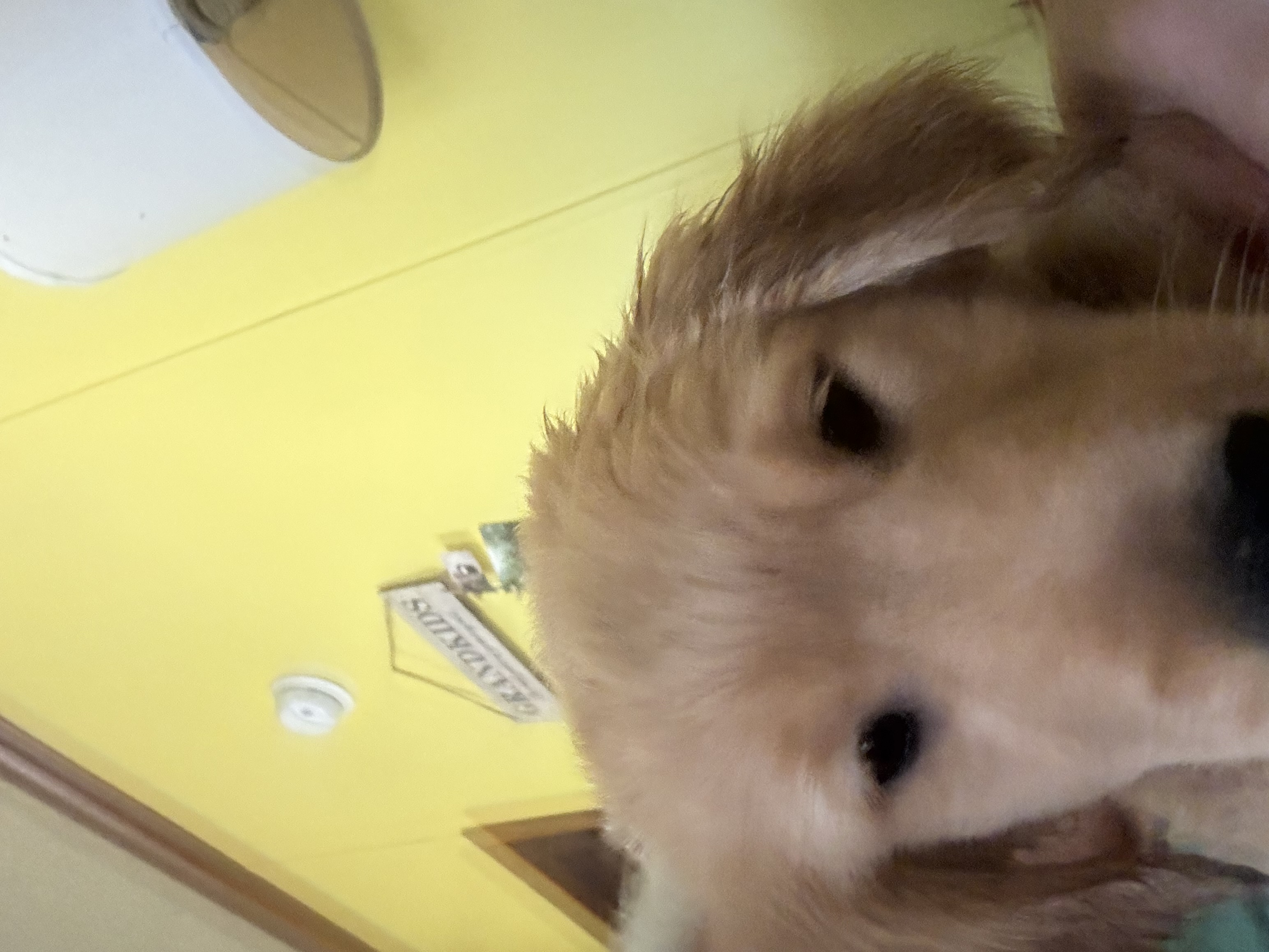 Golden Retriever pup image 3