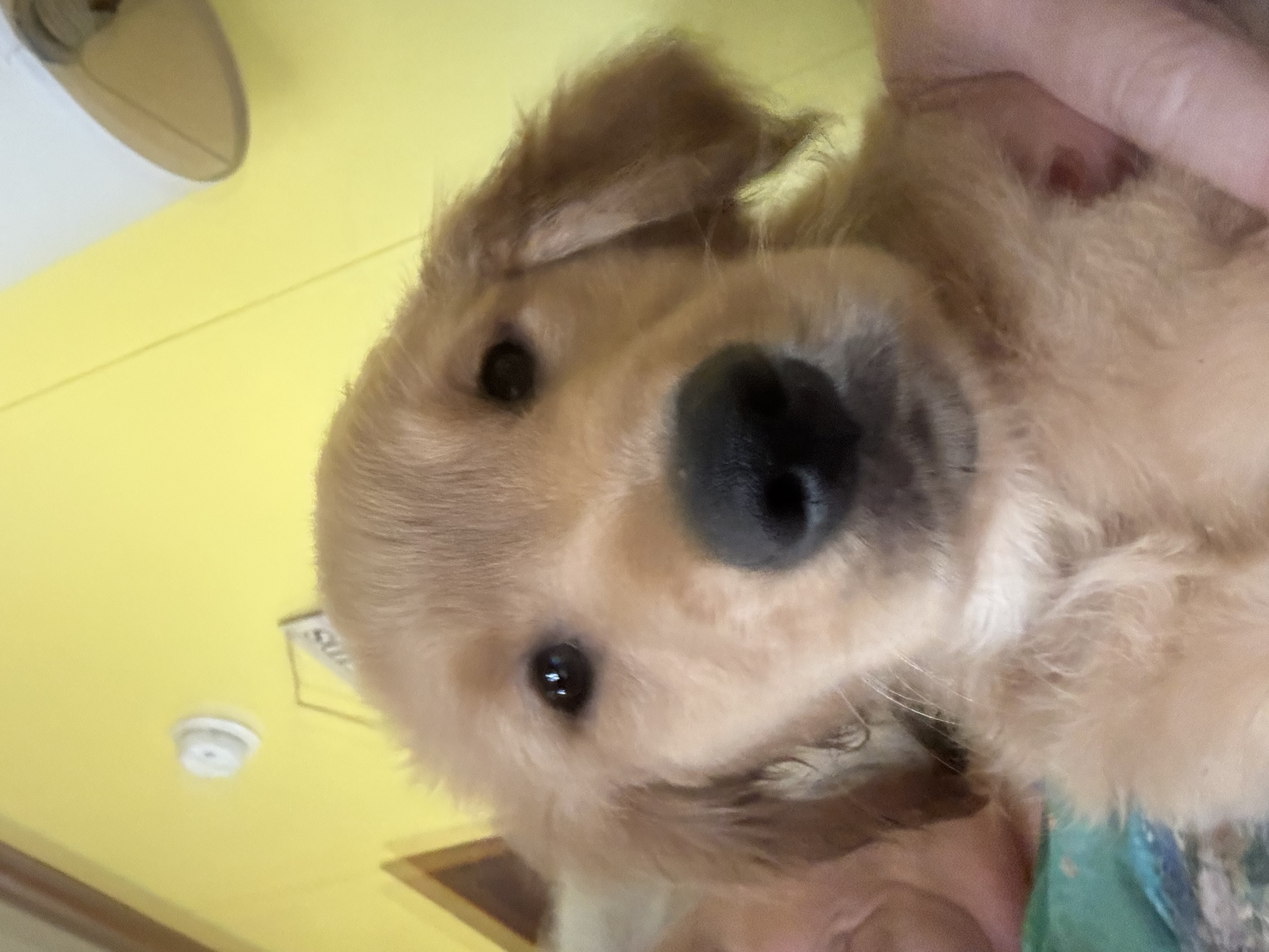 Golden Retriever pup image 2