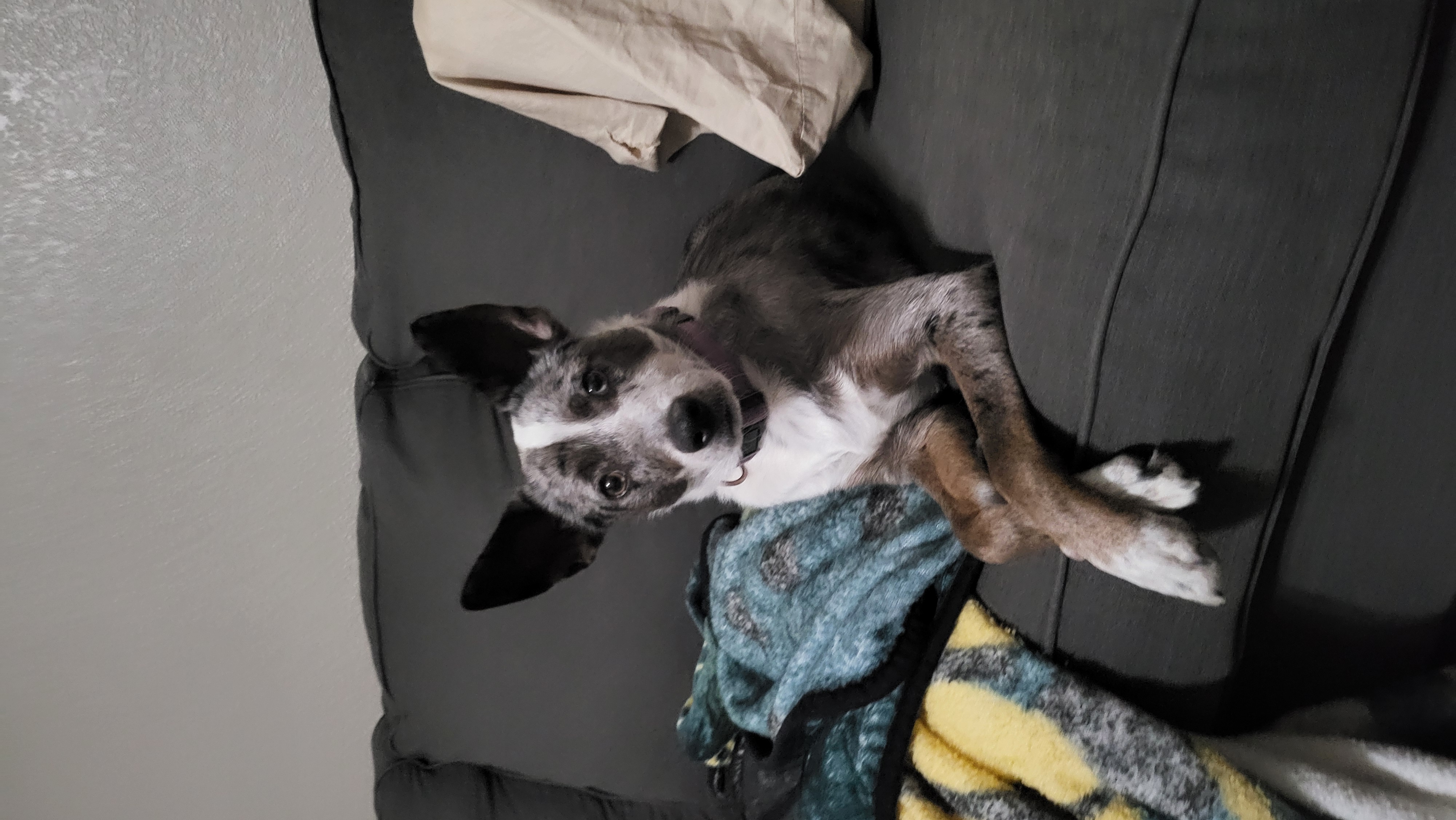 2 Dogs image 1