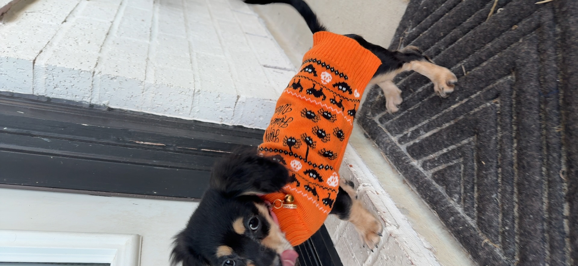 Miniature Long-Haired Dachsund Puppy for Adoption image 1