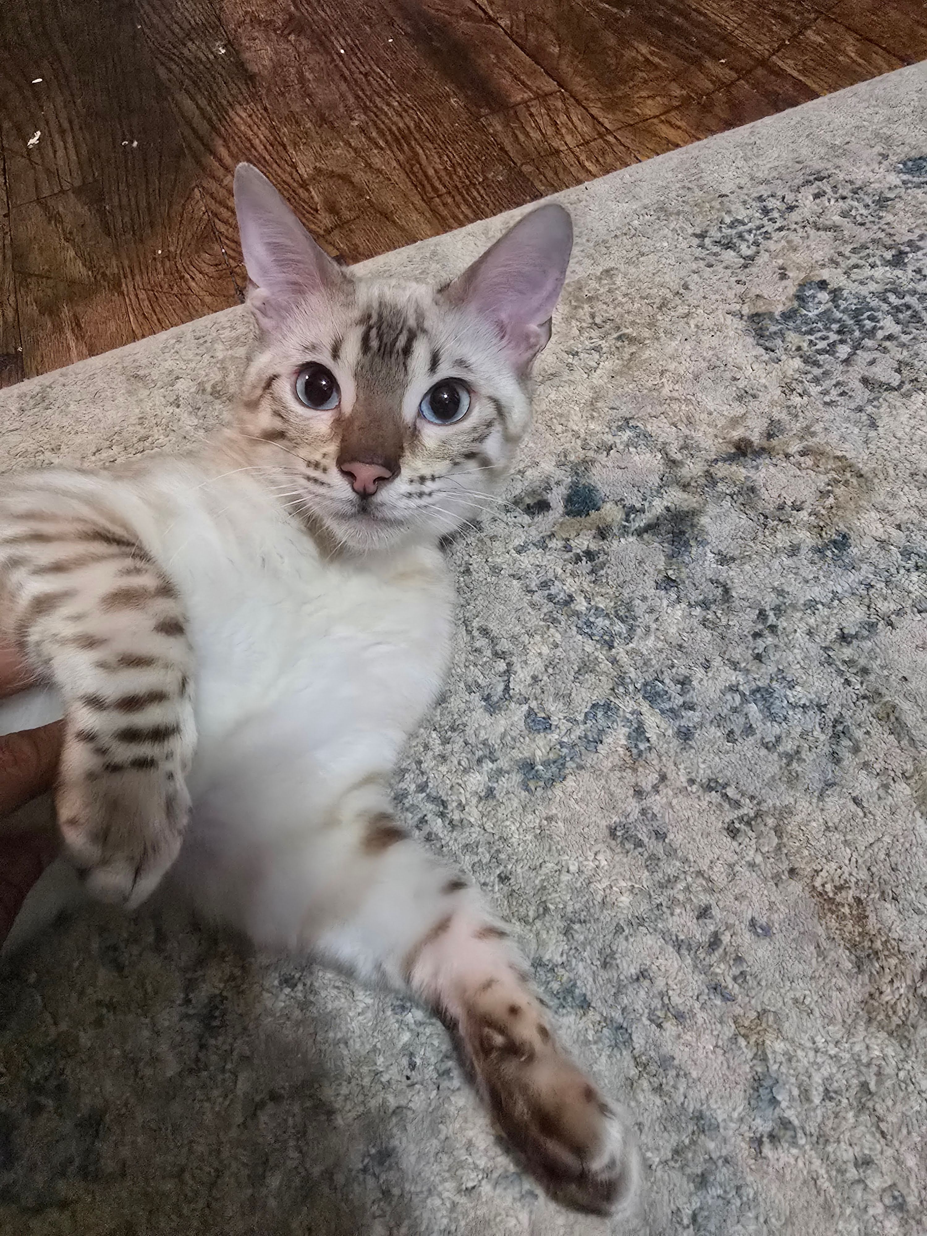 Bengal Kitten image 1