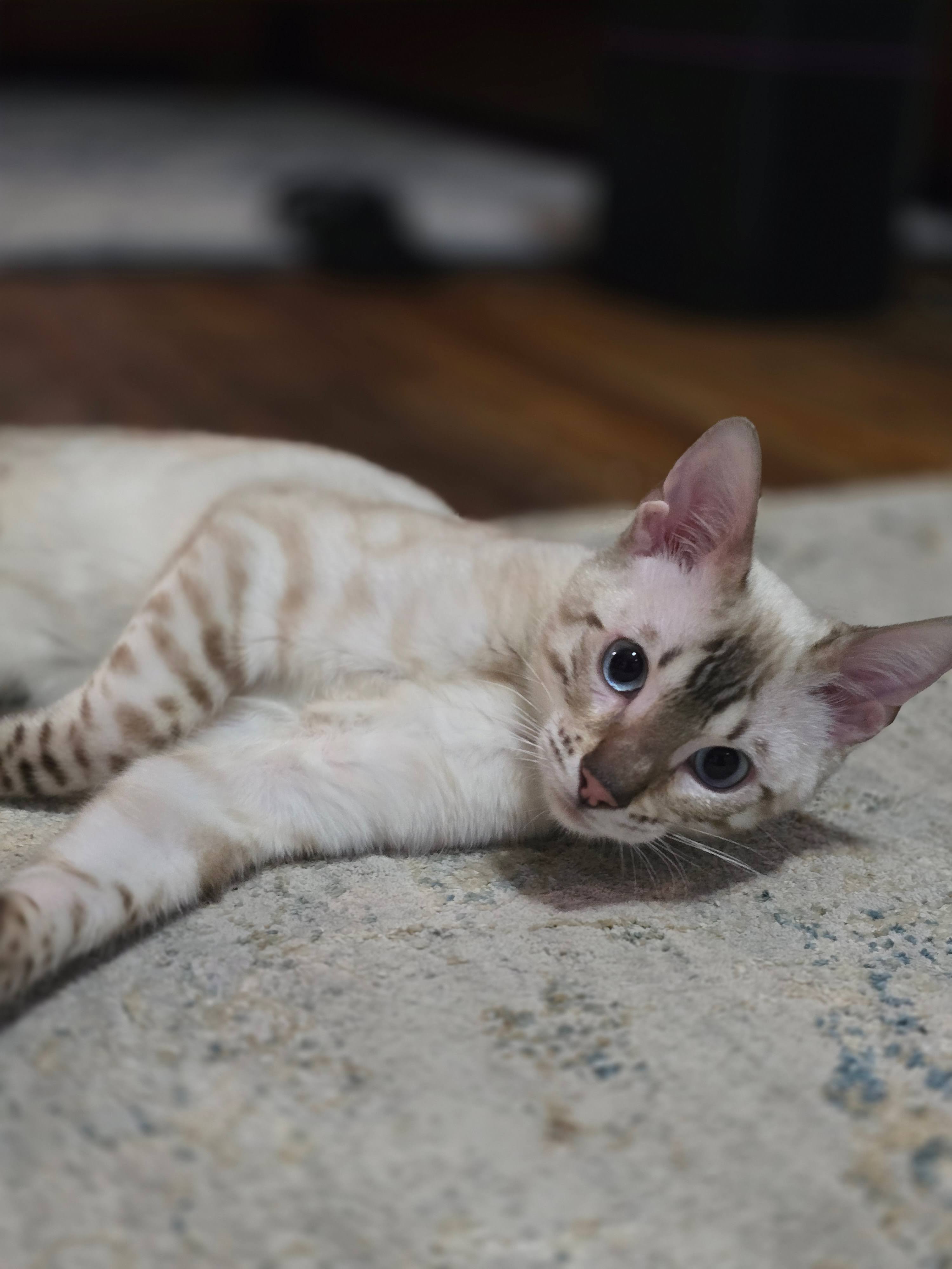 Bengal Kitten image 2