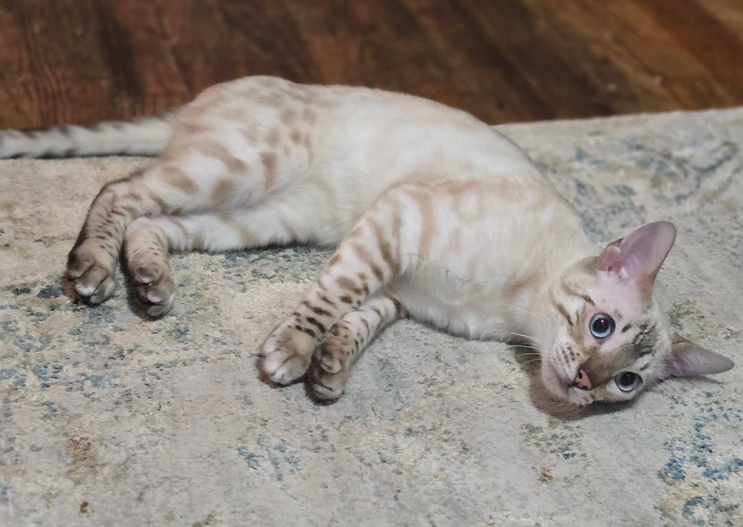Bengal Kitten image 3