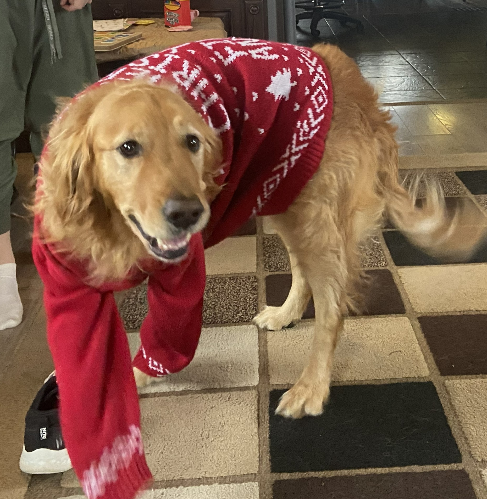Golden Retriever Adult Male image 2