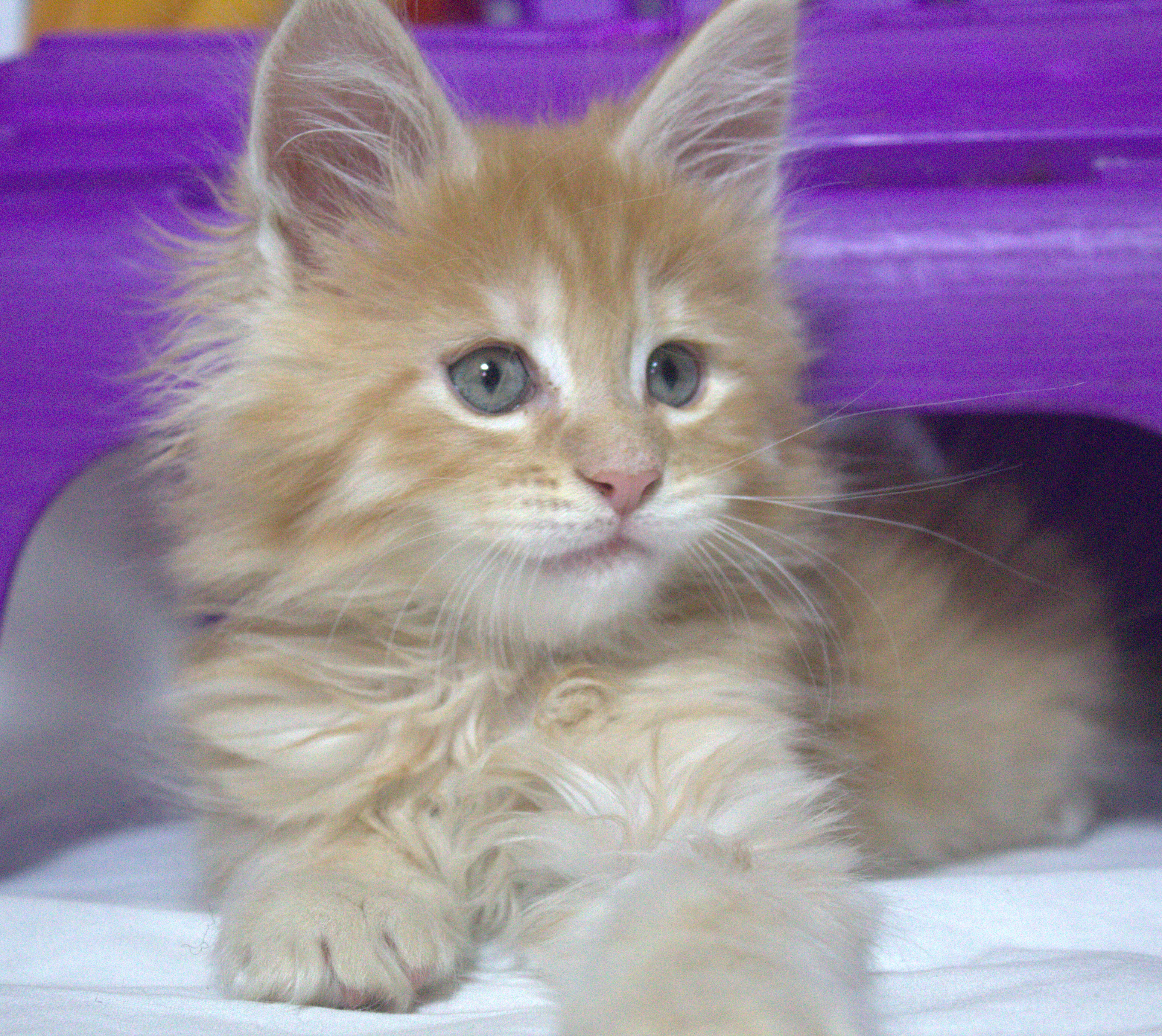 TICA Registered Main Coon Kittens image 4