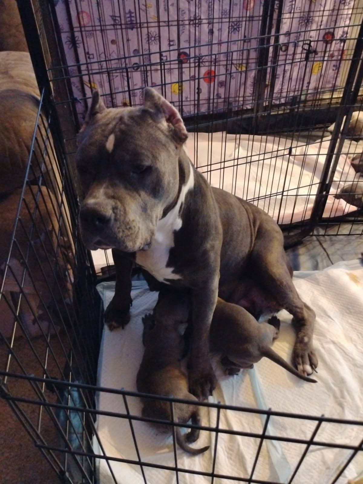 2 Male American Bully/Blue nose Pitbull image 4