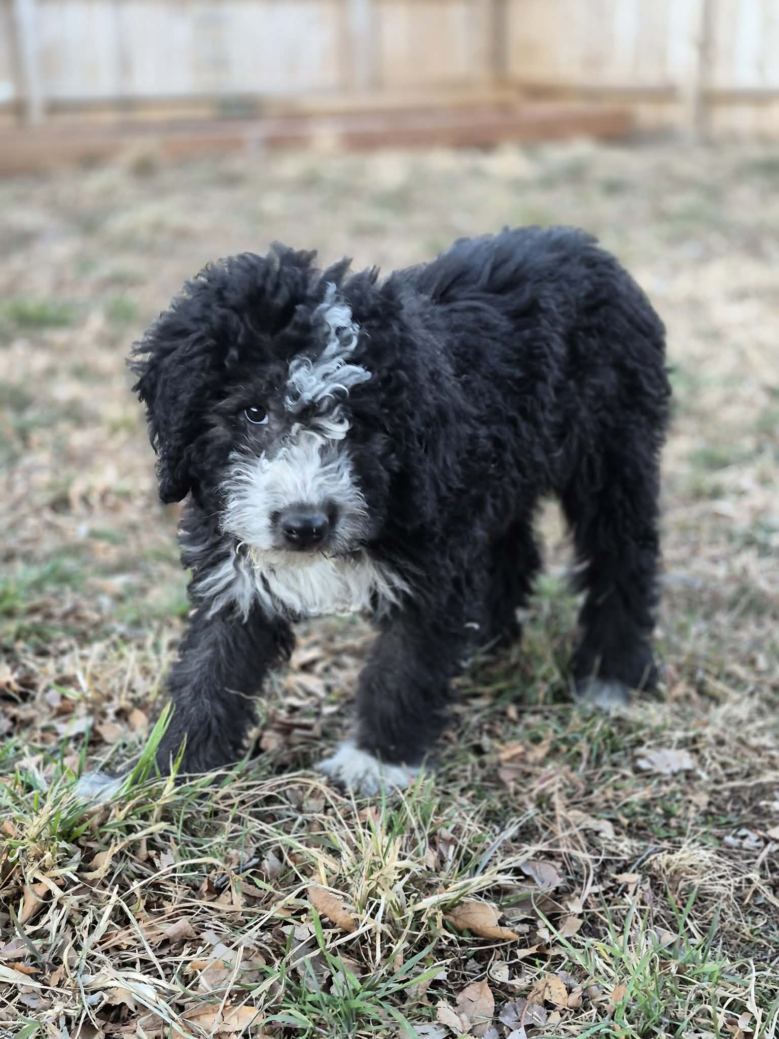 Komondor and English sheepdog puppy mix image 3