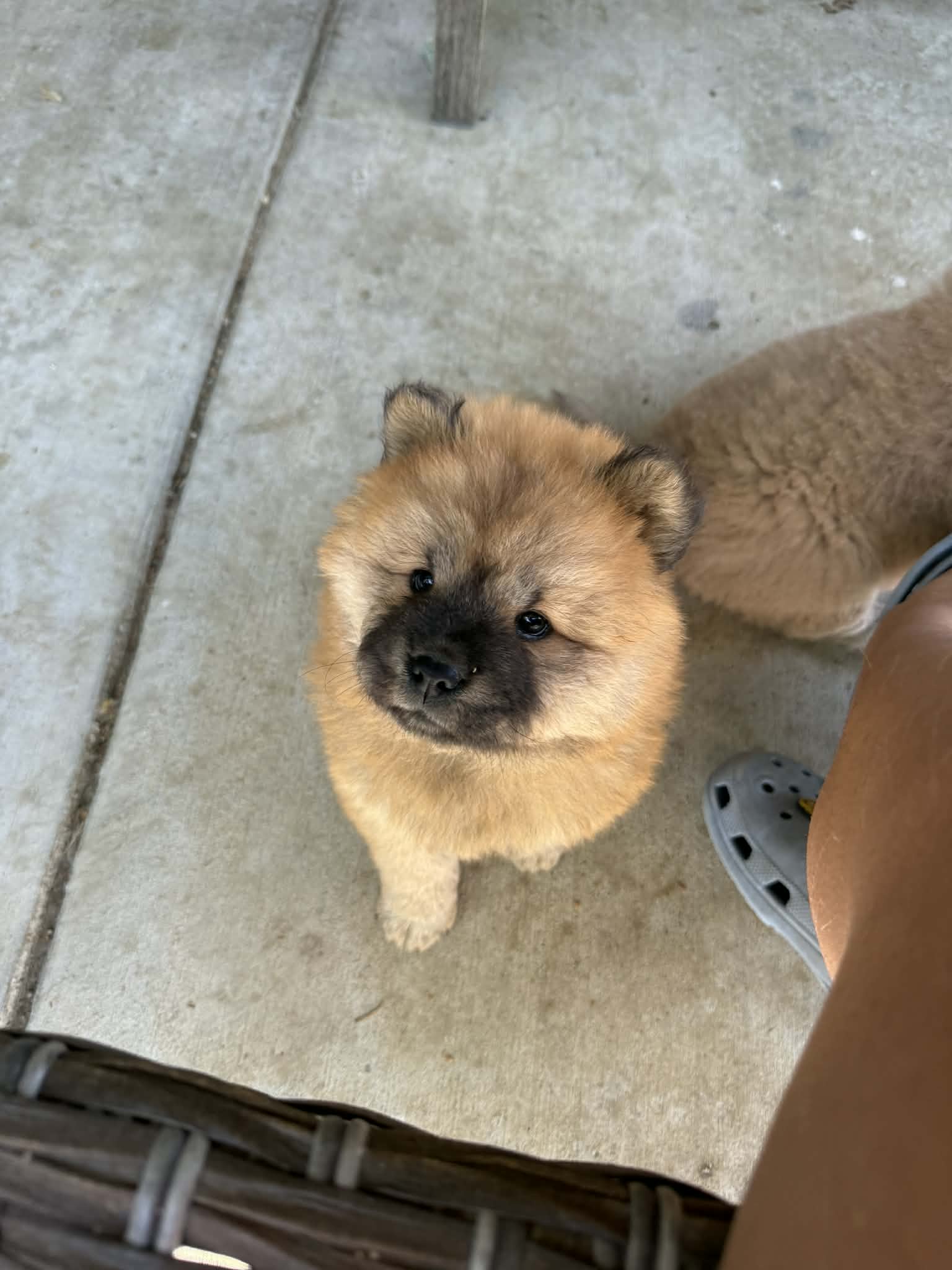 Chow chow image 2