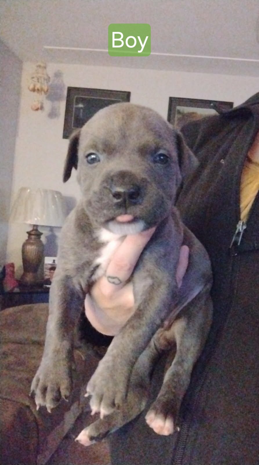2 Male American Bully/Blue nose Pitbull image 6