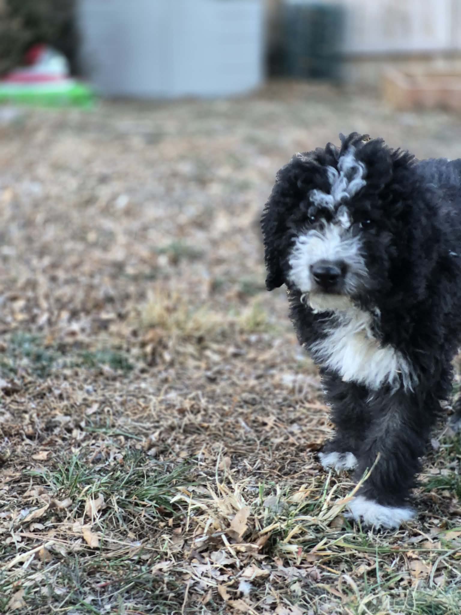 Komondor and English sheepdog puppy mix image 1