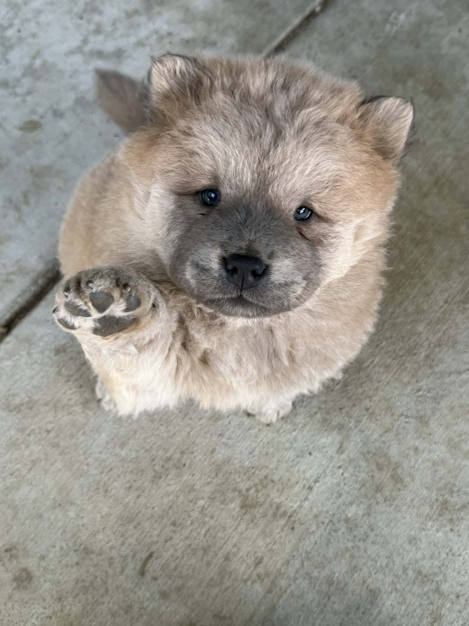 Chow chow image 1