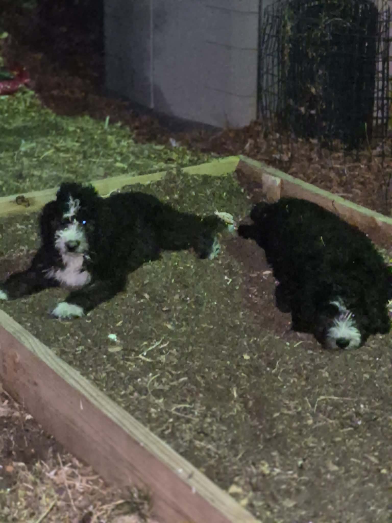 Komondor and English sheepdog puppy mix image 5