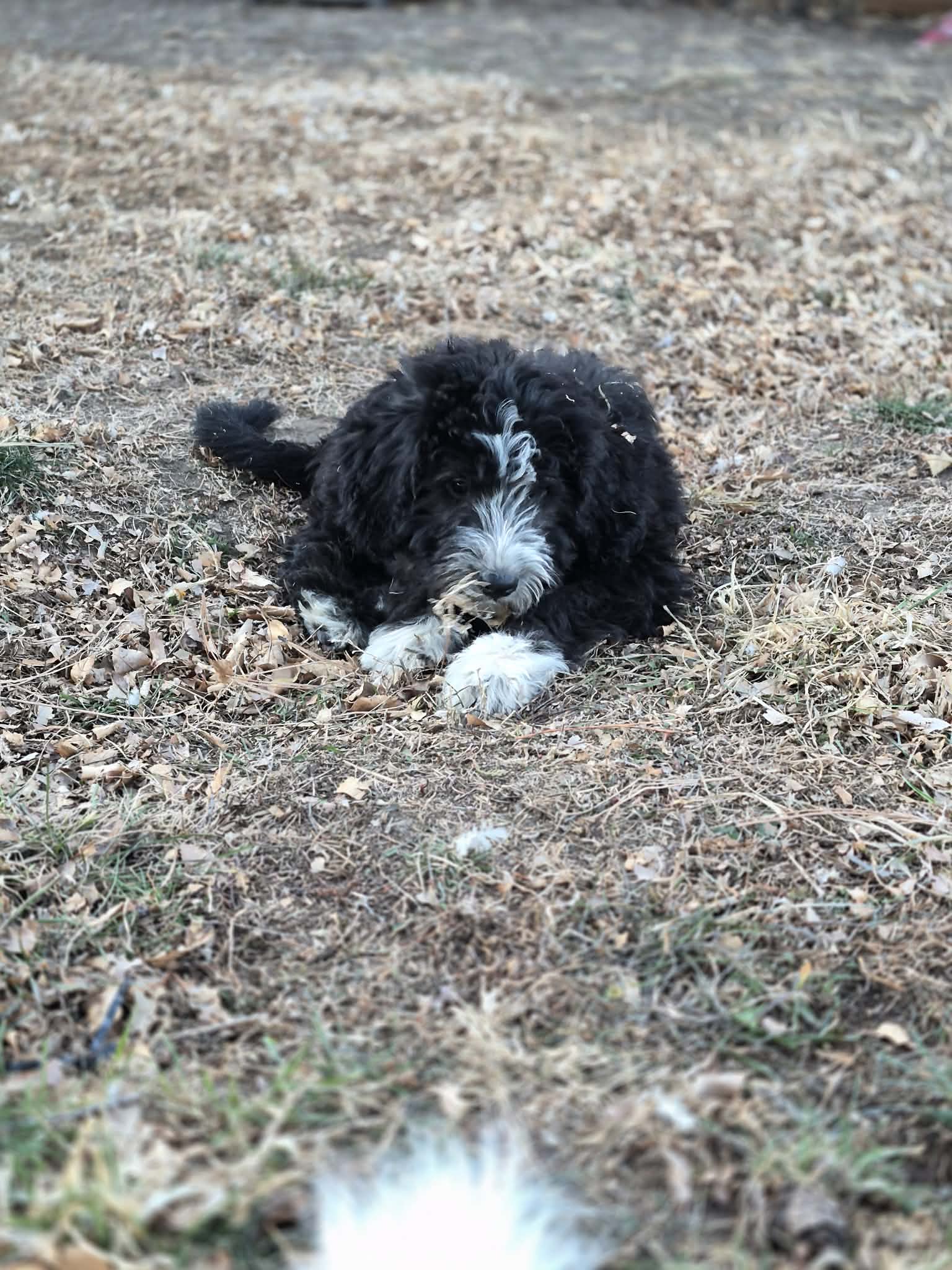 Komondor and English sheepdog puppy mix image 2