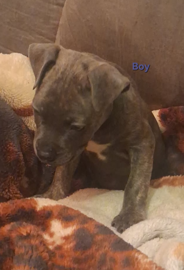 2 Male American Bully/Blue nose Pitbull image 5