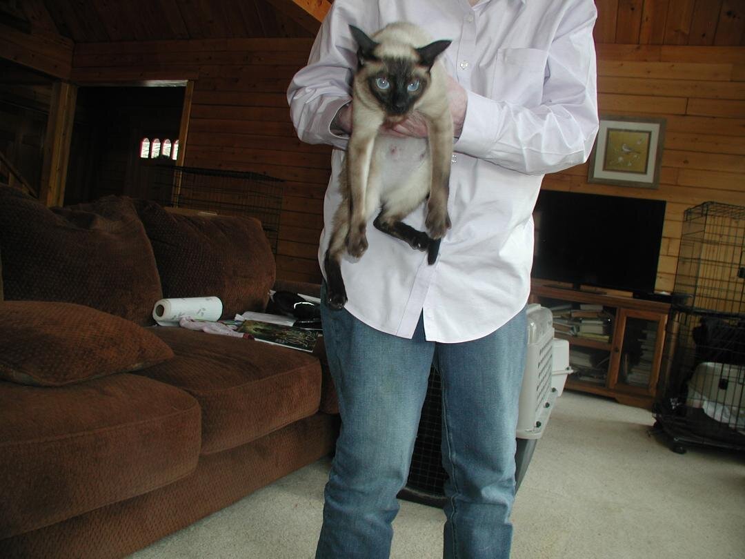 Two adult Siamese cats to re home image 1