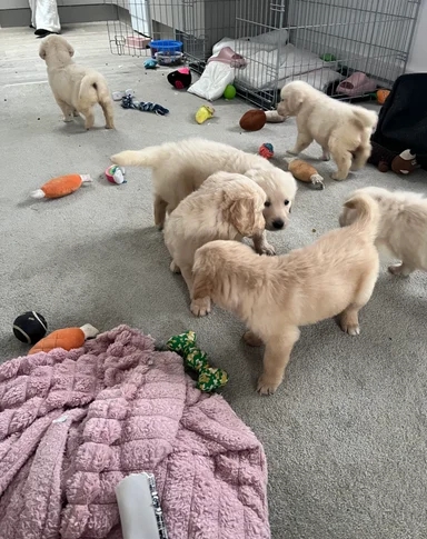 Adorable litter Golden Retriever Puppies image 6