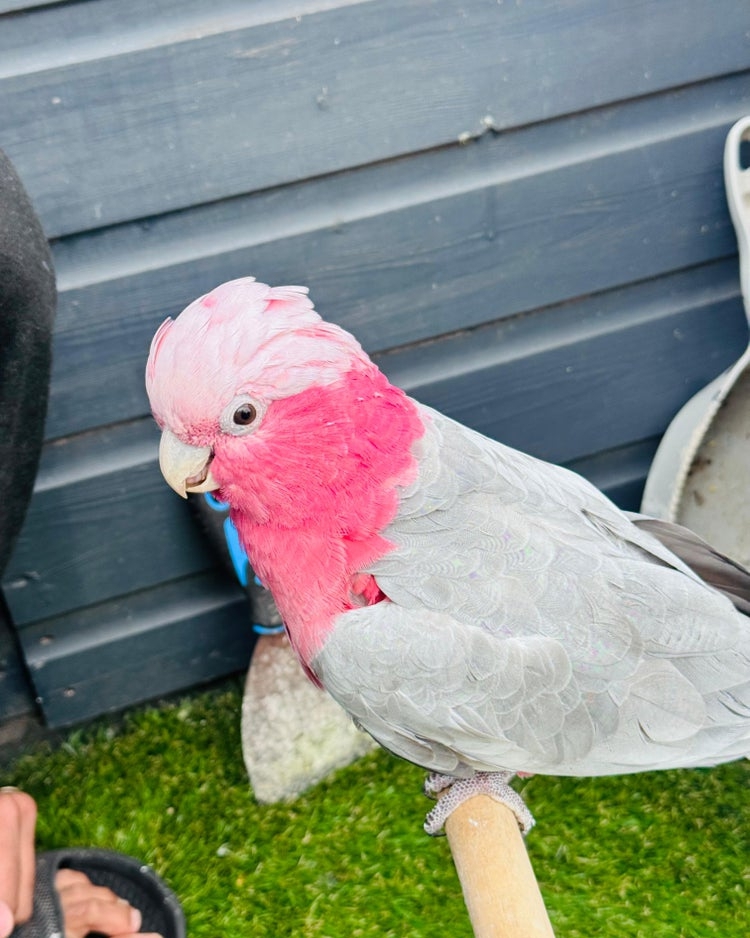 Young Galah Cockatoo image 2