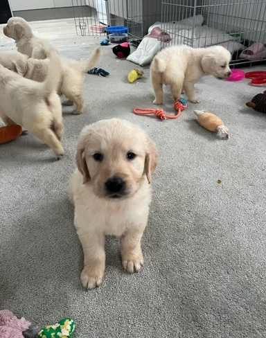 Adorable litter Golden Retriever Puppies image 5