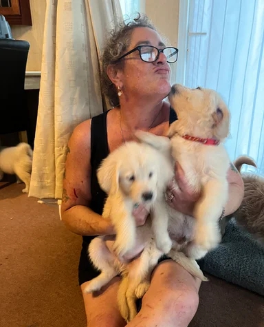Adorable litter Golden Retriever Puppies image 3