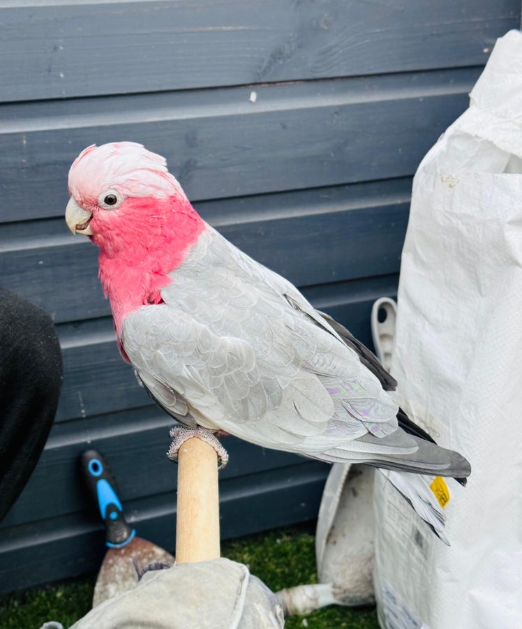 Young Galah Cockatoo image 1