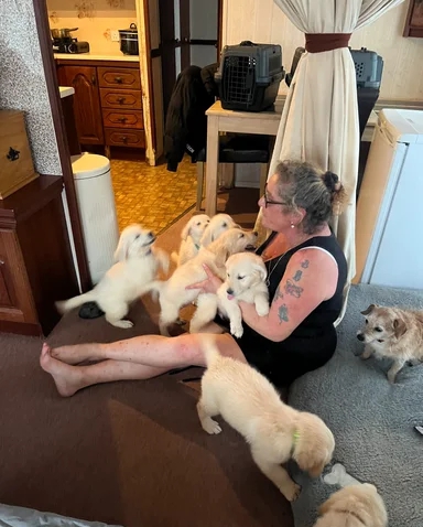 Adorable litter Golden Retriever Puppies image 1