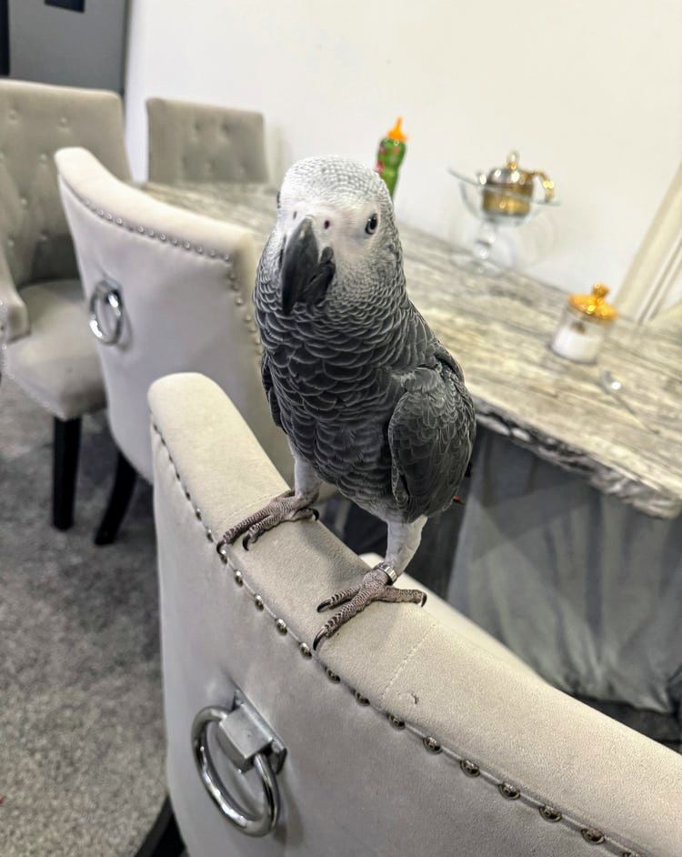 Rehoming African Grey Male image 1