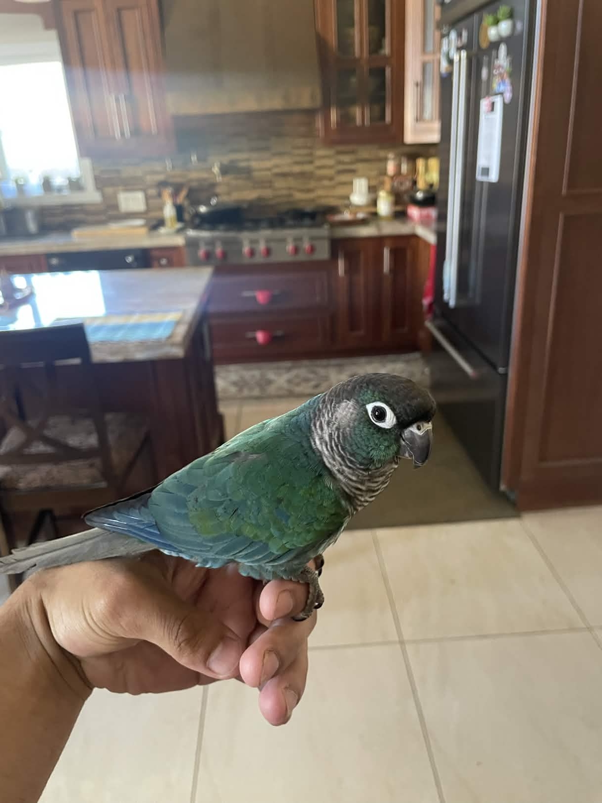 7 month old Green Cheek conure image 5