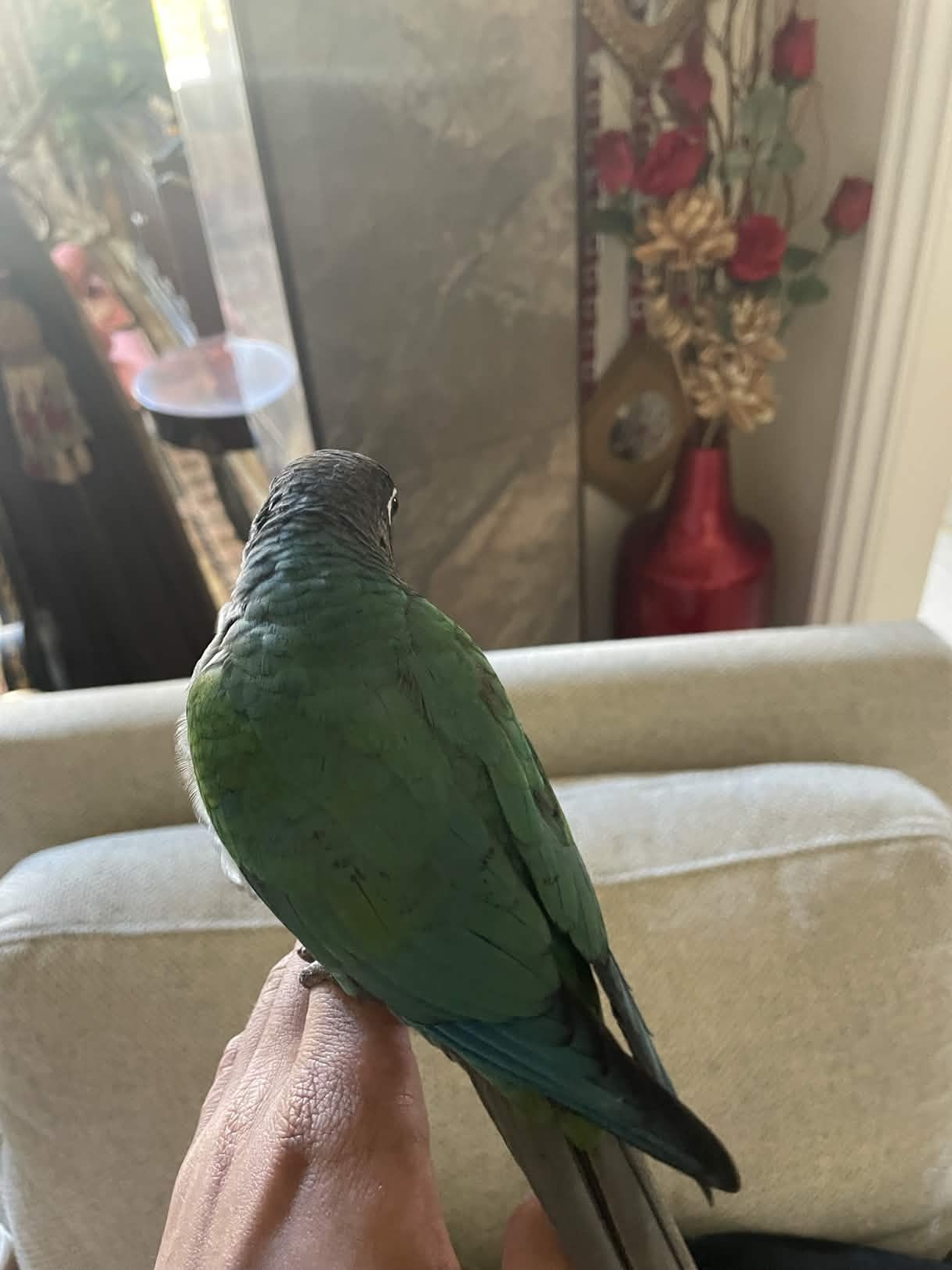7 month old Green Cheek conure image 4