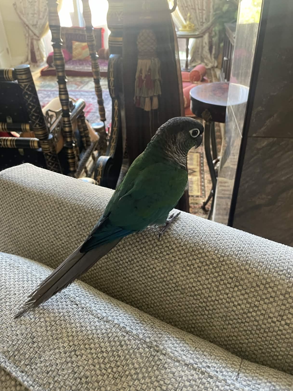 7 month old Green Cheek conure image 3