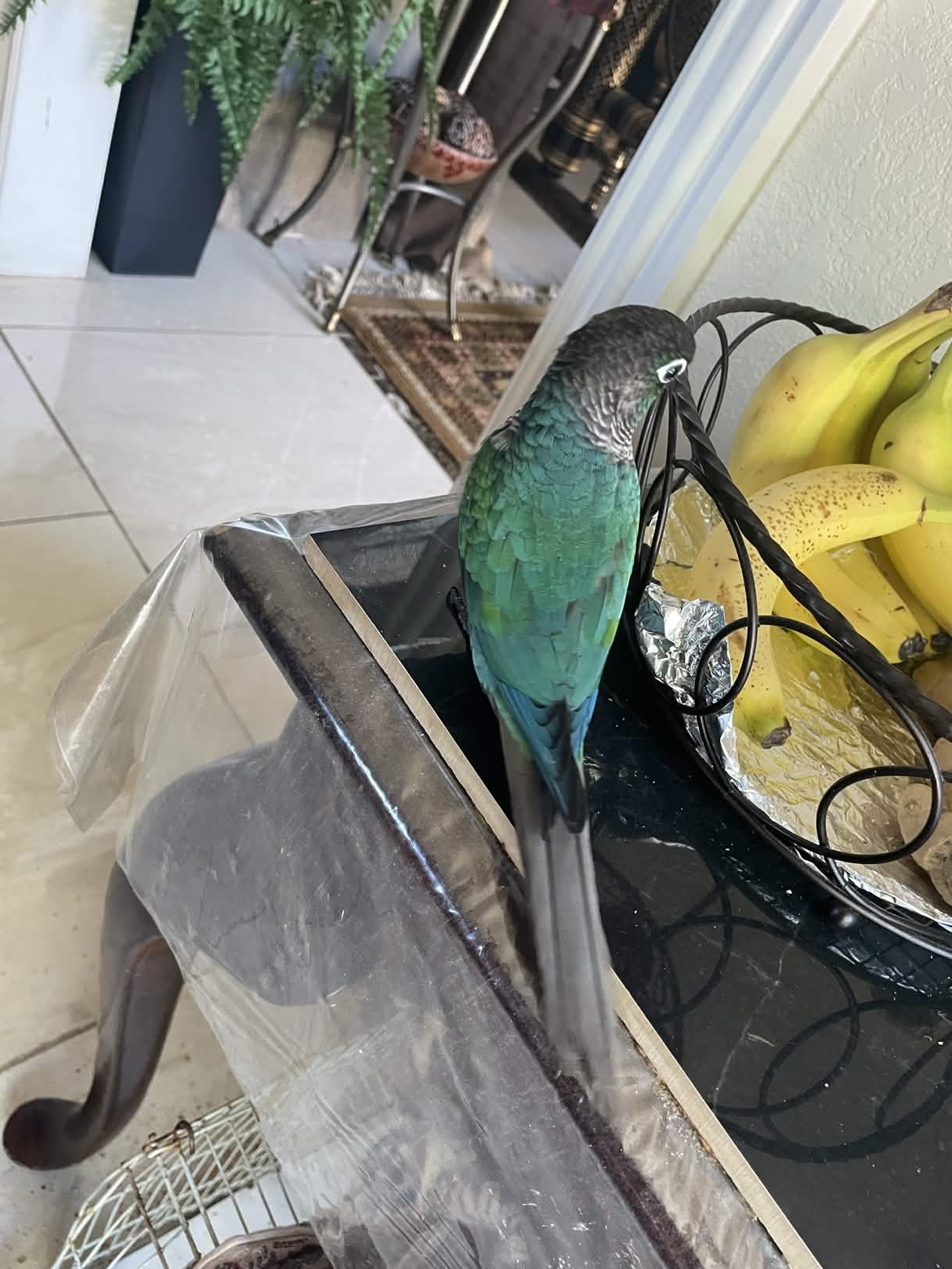 7 month old Green Cheek conure image 2