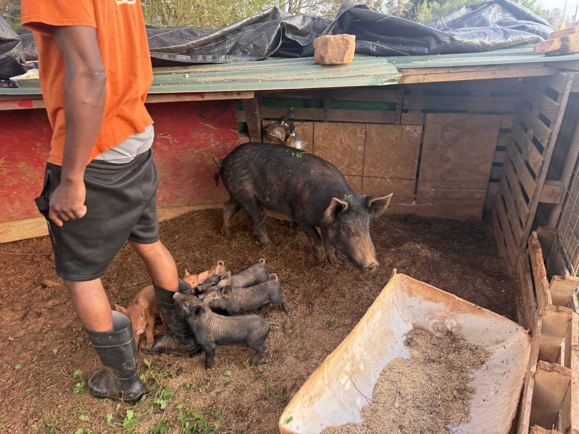 Pigs for sale image 4