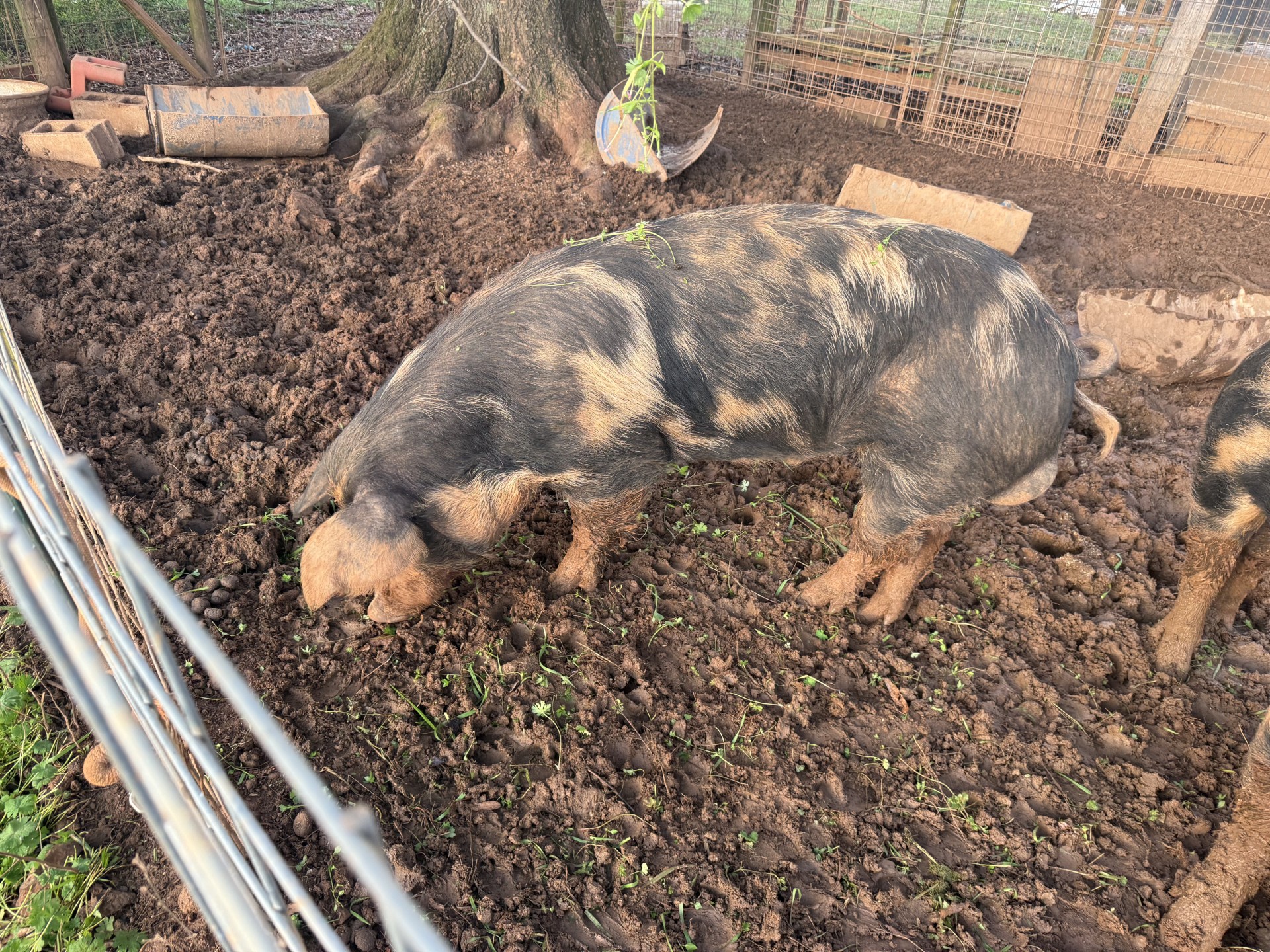 Pigs for sale image 3