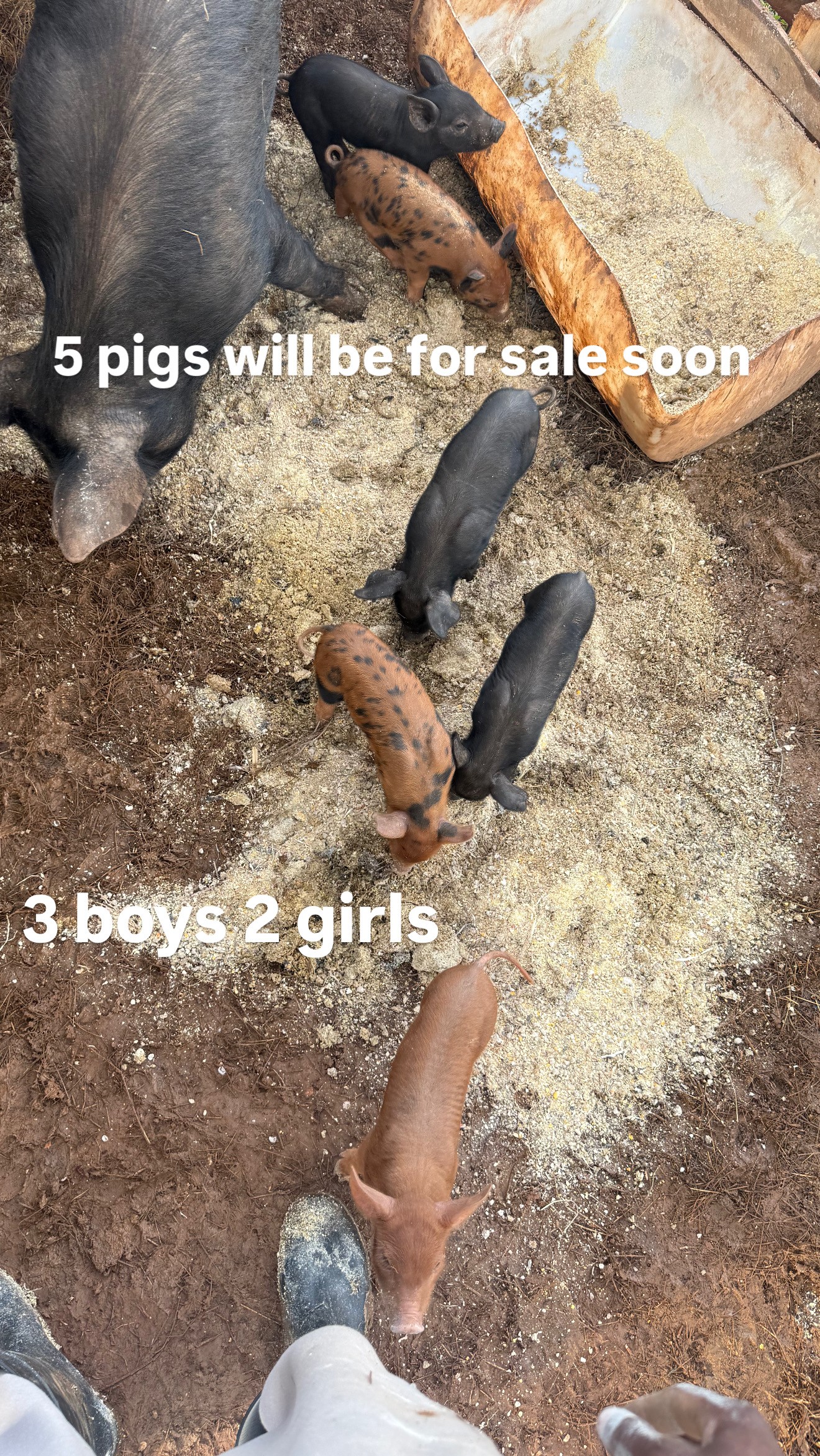 Pigs for sale image 1