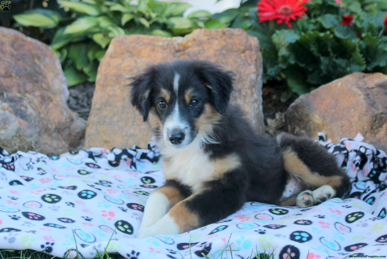 Australian Shepherd, Black Tri-color, Miniature image 1