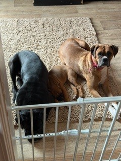 AKC boxer puppies image 1