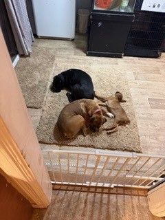 AKC boxer puppies image 2