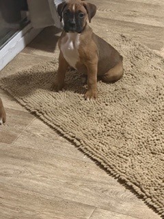 AKC boxer puppies image 3