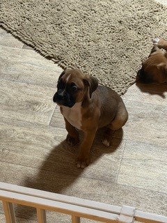 AKC boxer puppies image 4