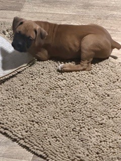 AKC boxer puppies image 5