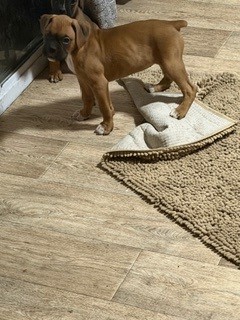 AKC boxer puppies image 6