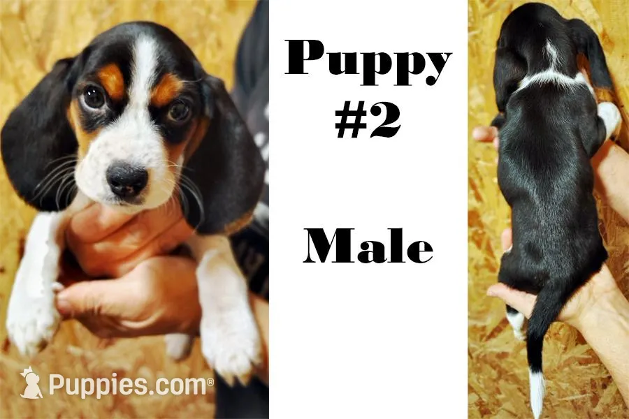 Puppy #2 for Sale image 1