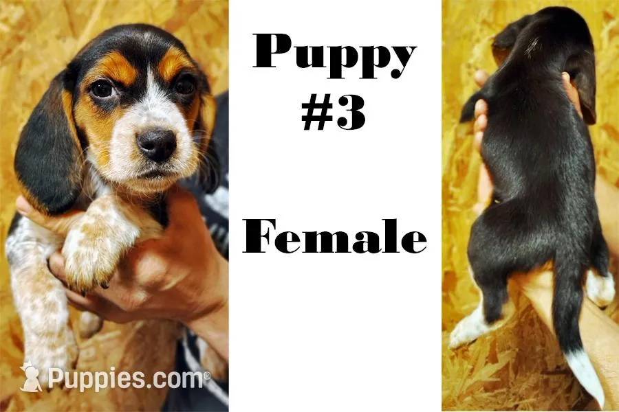Beagle #3 For Sale image 1