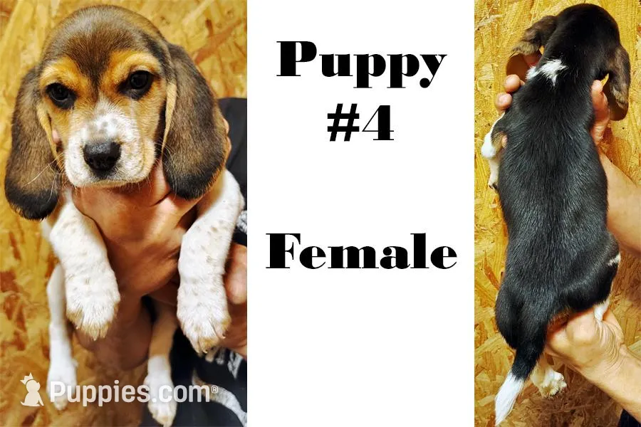 Beagle #4 For Sale image 1