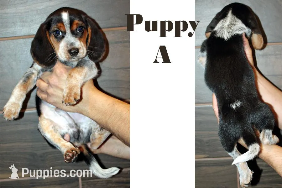 Puppy A For Sale image 1