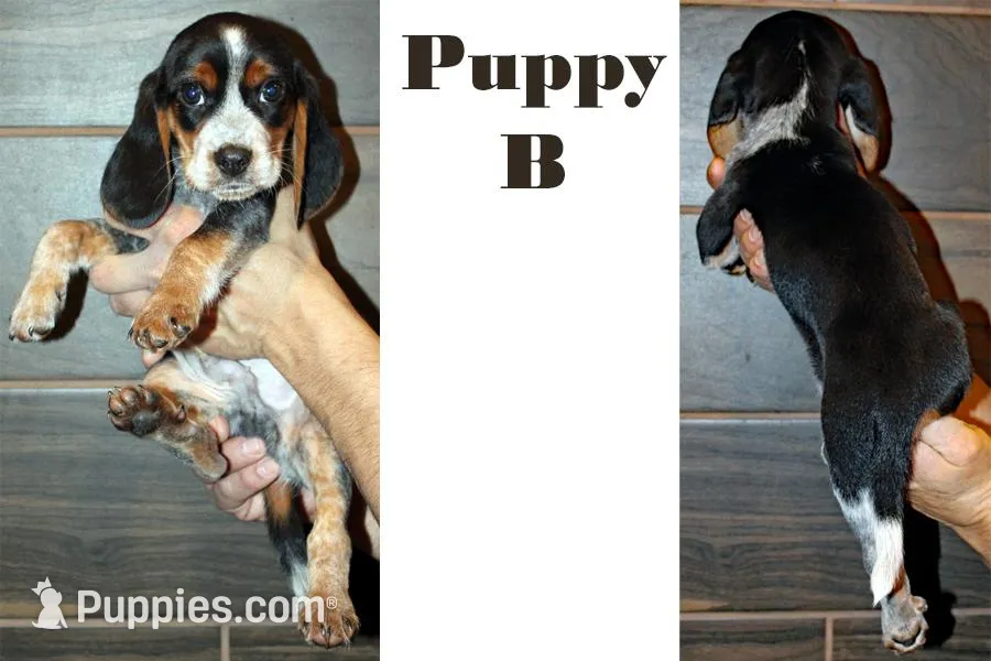 Puppy B For Sale image 1