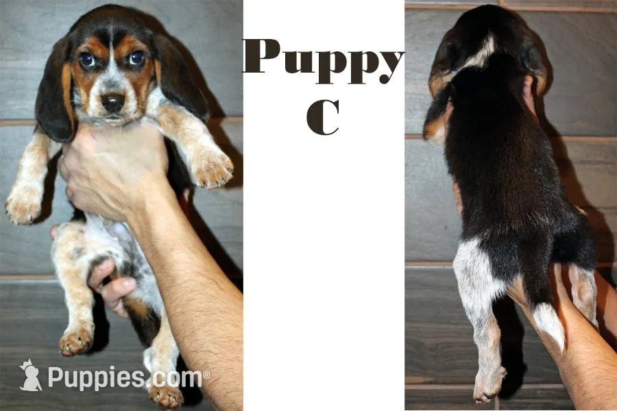 Beagle C for sale image 1