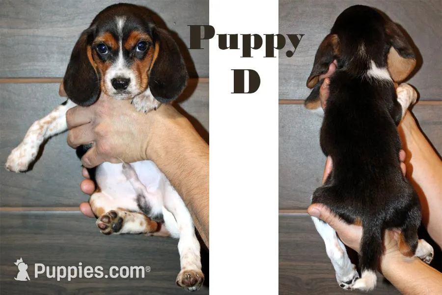 Beagle D For Sale image 1